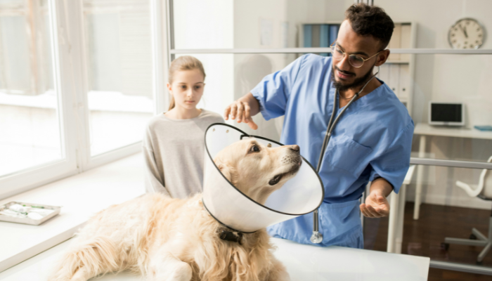 El día del veterinario sirve para recordar el valor de estos profesionales