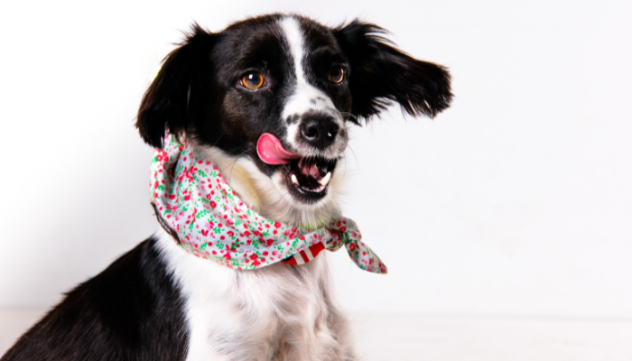 Aunque los perros pueden comer lúcuma debe hacerse con moderación