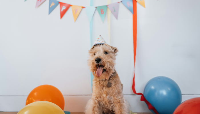 El dia internacional del perro sirve para conmemorar a los peludos