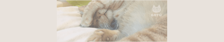 PortadaN gatu cat cafe 768x147