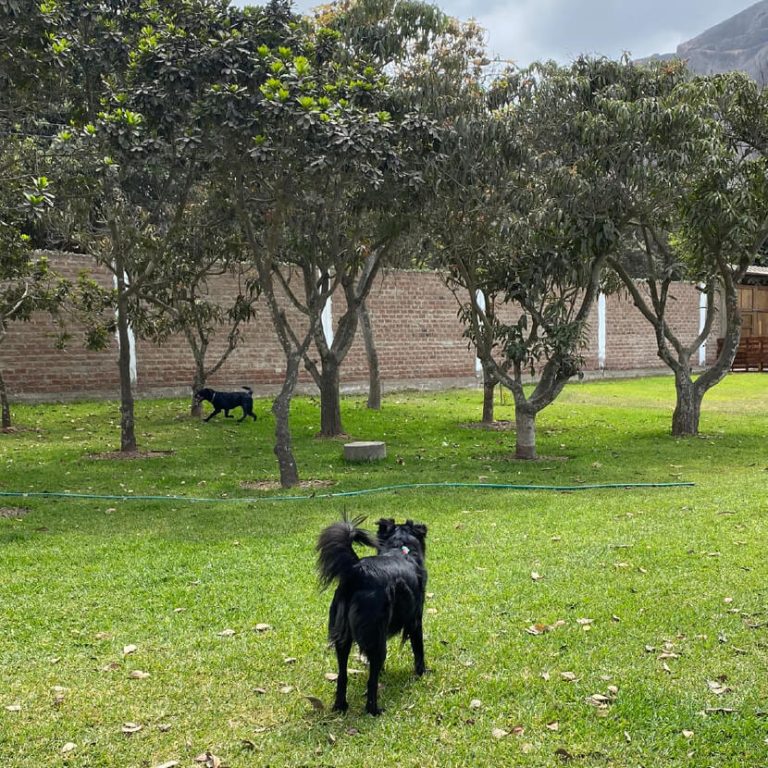 guarderia de mascotas en lima 1 aragorn 768x768