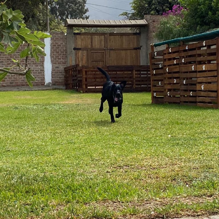 guarderia de mascotas en lima 2 aragorn 768x768