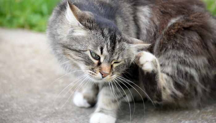 Los antipulgas para gatos son esenciales para cuidar de su salud