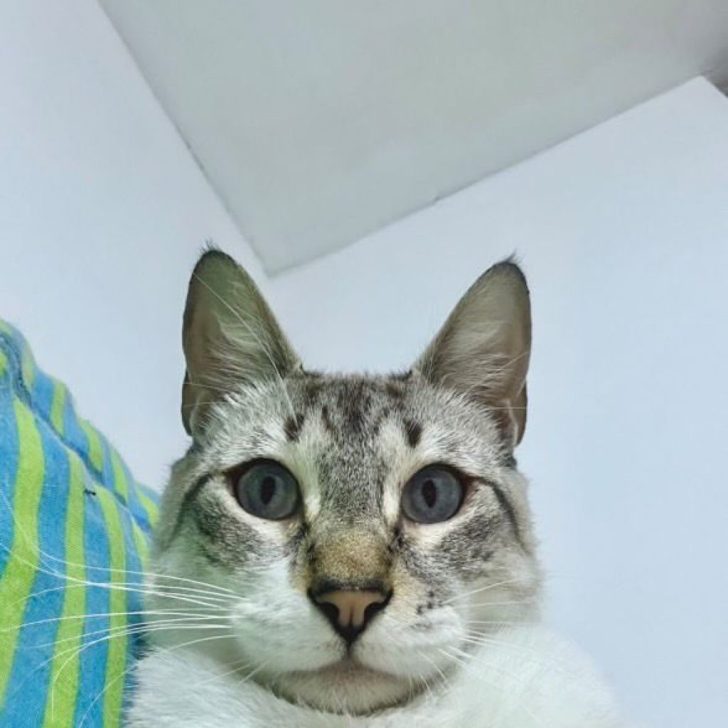 Azafrán es un gato en adopción en Lima