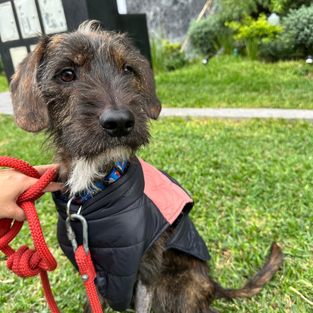 Lucky es una mascota que busca adopción