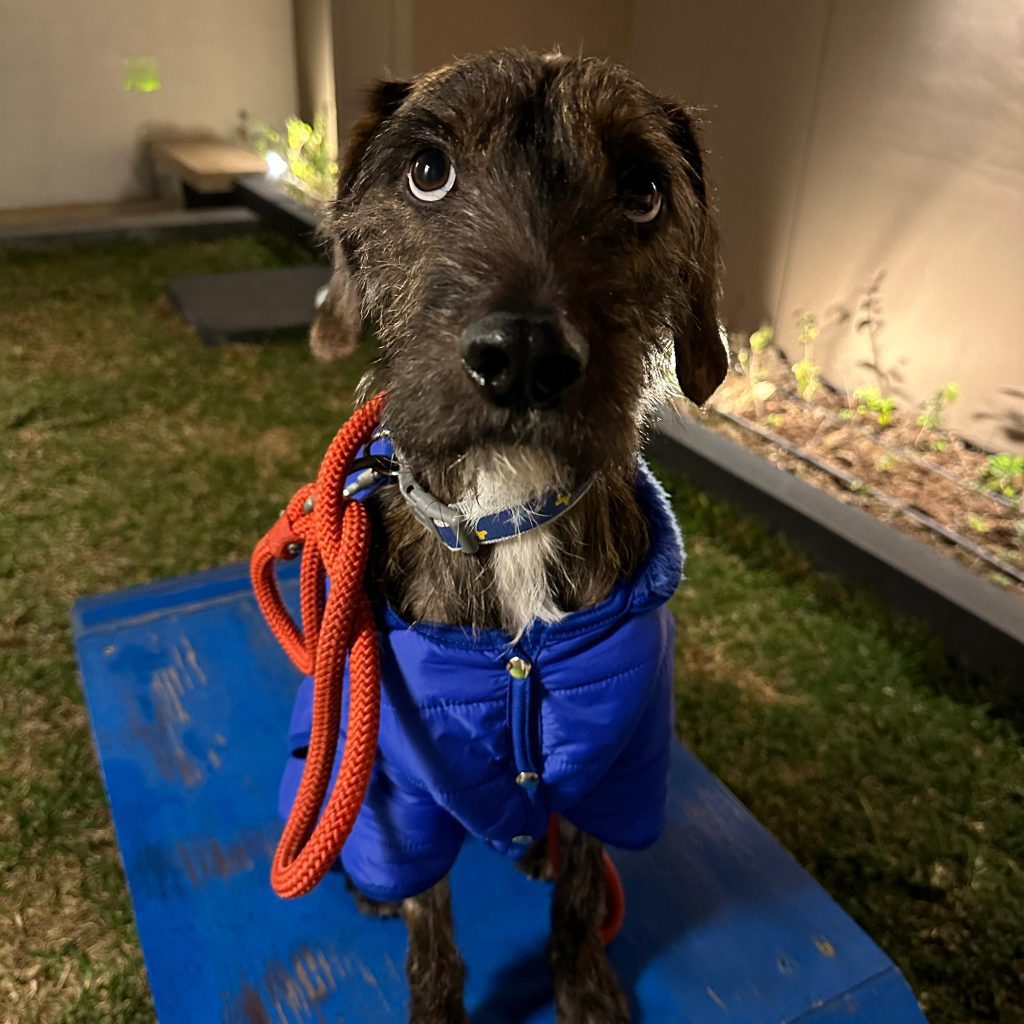 Lucky es una mascota en adopción