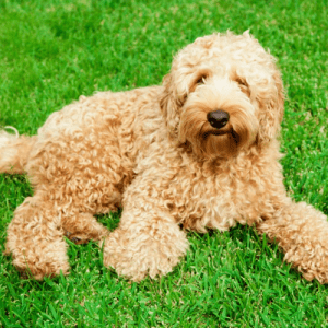 El labradoodle es una raza de diseño que trabaja como perro de asistencia