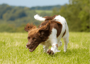 Un perro guia por excelencia es el springer spaniel