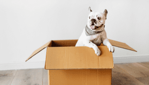 Perro en caja listo para una adopción en Mascotas 365