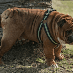 Marcar territorio para las mascotas es completamente natural