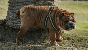 Marcar territorio para las mascotas es completamente natural