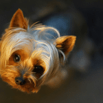 El Yorkshire Terrier sigue siendo un perro pequeño muy popular