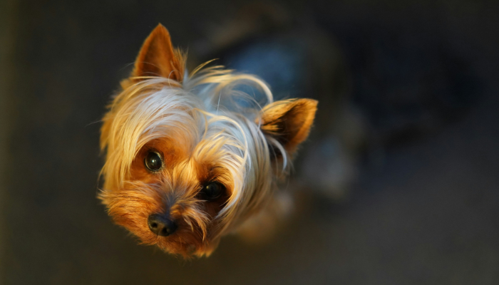 El Yorkshire Terrier sigue siendo un perro pequeño muy popular