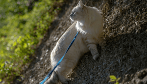 Pasear a un gato con correa no es imposible