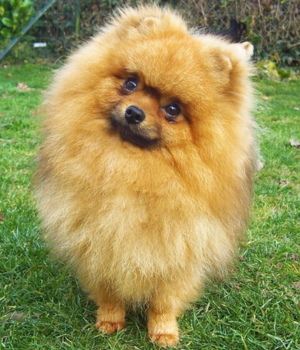 Otra raza de perro miniatura es el pomerania toy