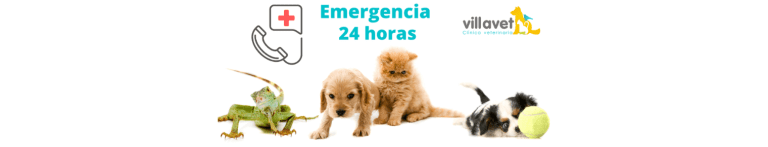 PortadaN Villavet clinica veterinaria 768x147