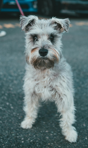 Una de las razas de perros miniatura populares es el schnauzer