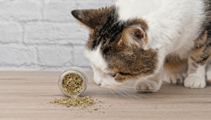 Muchos cat lovers se preguntan que és el catnip y cuáles son sus efectos