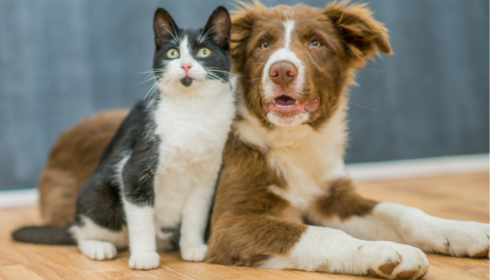 Saber a que le temen las mascotas te ayuda a vivir con ellas