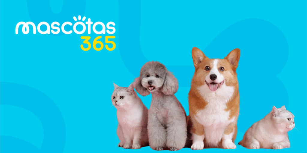 Haz contacto y recibe la ayuda y soporte de parte de Mascotas365