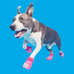 Lo crocs™ para perros son lo último en el mercado de accesorios para mascotas