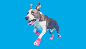 Lo crocs™ para perros son lo último en el mercado de accesorios para mascotas