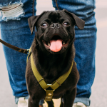 Pasear al perro es importante para su salud y bienestar