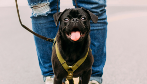 Pasear al perro es importante para su salud y bienestar