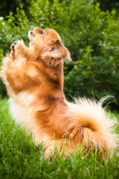 El perro pequinés es una raza de perro de China