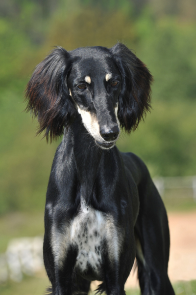 El perro saluki es un perro antiguo