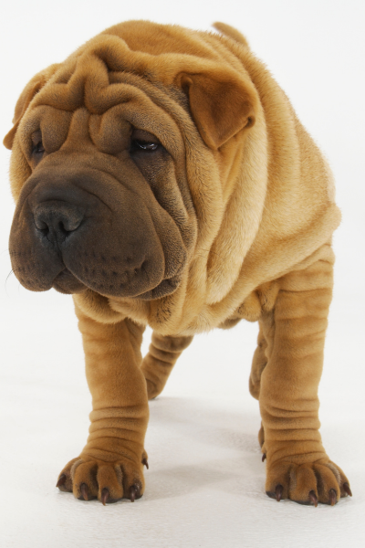 Una de las razas más antiguas del mundo es el Shar Pei