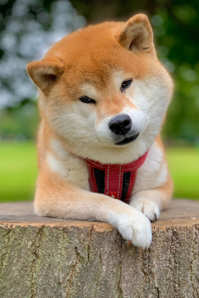 El Shiba Inu es un perro antiguo del Japón