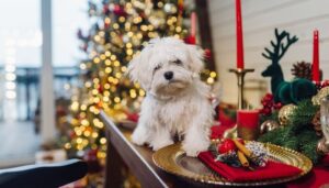 Puedesa darle una versión de la cena navideña a tu perro sin mucho esfuerzo