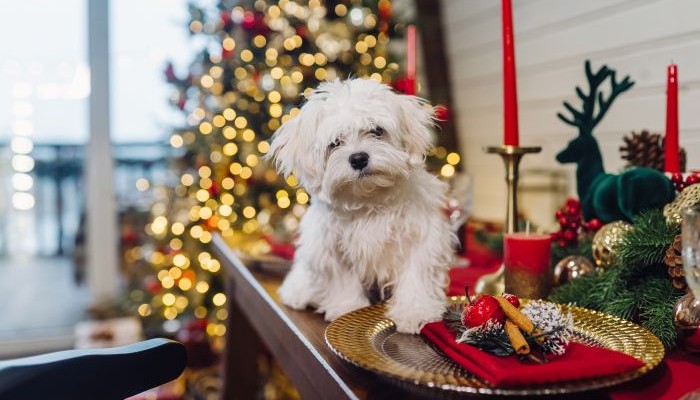 Puedesa darle una versión de la cena navideña a tu perro sin mucho esfuerzo