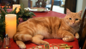 Es importante pensar en la comida para gatos durante la cena navideña