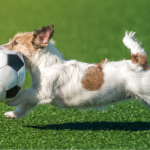 Algunos jugadores de futbol tienen perros como mascota