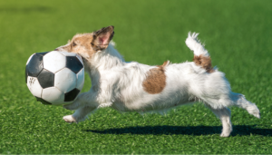 Algunos jugadores de futbol tienen perros como mascota