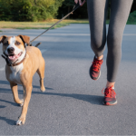 Salir a trotar con perros es una actividad que mejora la relación con tu mascota