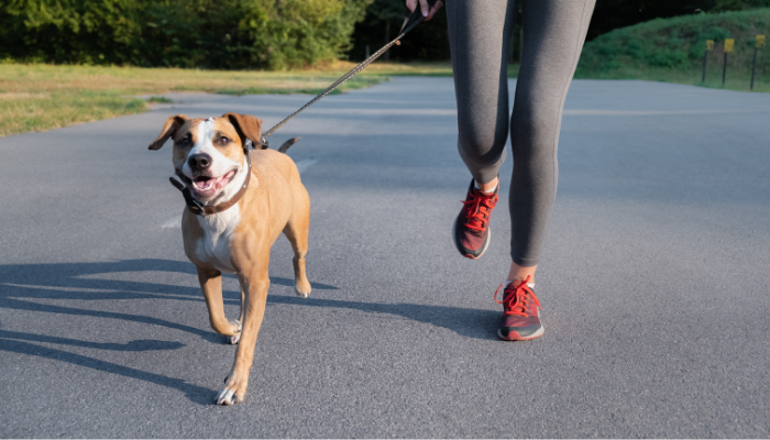 Salir a trotar con perros es una actividad que mejora la relación con tu mascota