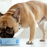 Algunos perros necesitan de alguna comida especial para mantener su salud