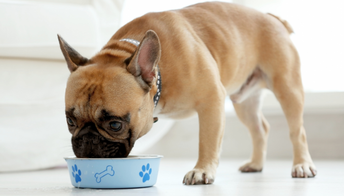 Algunos perros necesitan de alguna comida especial para mantener su salud