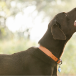 La comida para perros Ducca es un alimento hipoalergénico