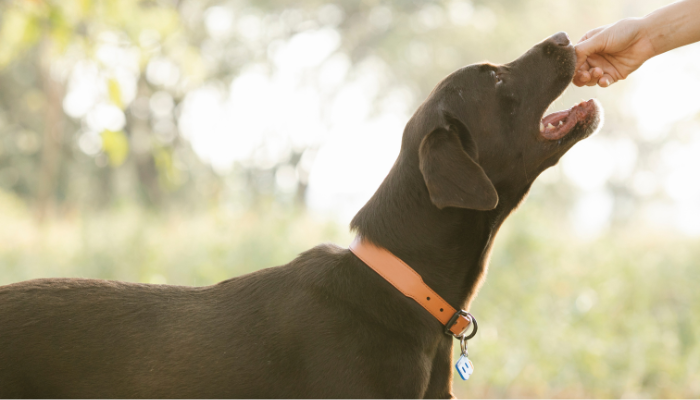 La comida para perros Ducca es un alimento hipoalergénico