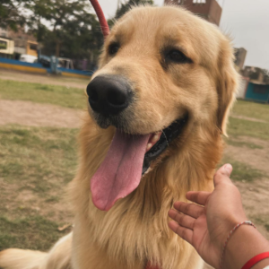 Drago en el golden Retriever del jugador de fútbol Piero Quispe