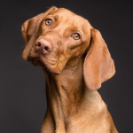¿Quién se queda con el perro? Es una pregunta muy común durante separaciones