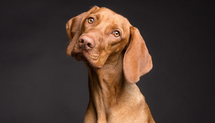 ¿Quién se queda con el perro? Es una pregunta muy común durante separaciones