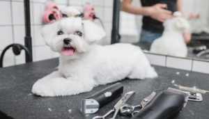 El corte de pelo para cachorros es esencial para su salud