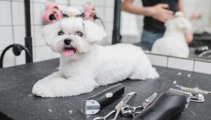 El corte de pelo para cachorros es esencial para su salud
