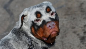 El vitíligo en perros no es muy común pero cualquier mascota lo puede desarrollar
