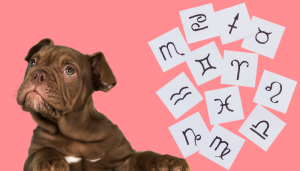Algunas razas de perros van según tu signo zodiacal